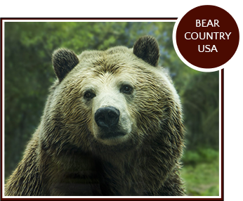 attractions - bear country usa